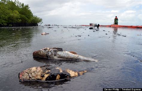 A series of oil spills sully Caribbean paradise, coating mangroves and wildlife (photos ...