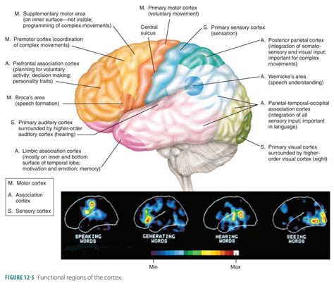 Brain Parts Function