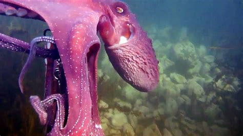 Octopus Steals Video Camera then Swims Off with It