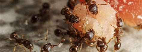 Ants: the complete guide | Western Exterminator