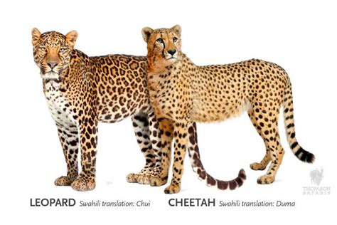 Differences Between Leopard and Cheetah | Thomson Safaris