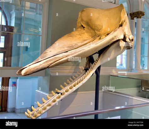 Sperm Whale Skull