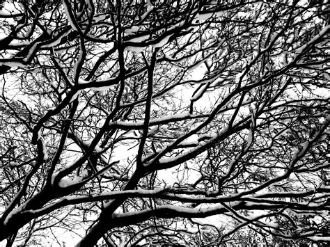Fotoğraf : ağaç, orman, şube, kış, siyah ve beyaz, gövde, Tek renkli, dal, estetik, Eskiz, çizim ...