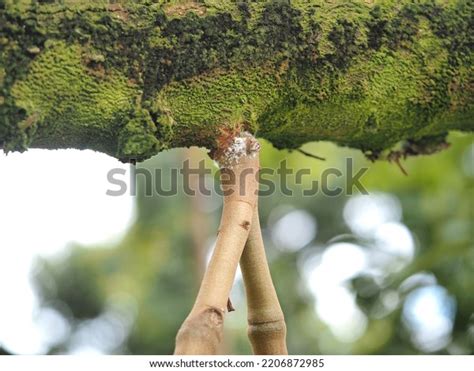 Armored Scales White Caused By Twigs Stock Photo 2206872985 | Shutterstock