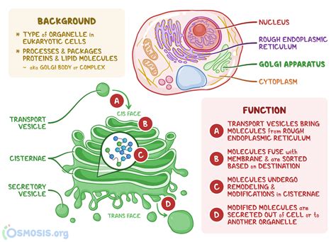 Cell Membrane Golgi Apparatus | My XXX Hot Girl