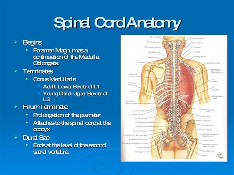 Intramedullary Spinal Cord Tumors