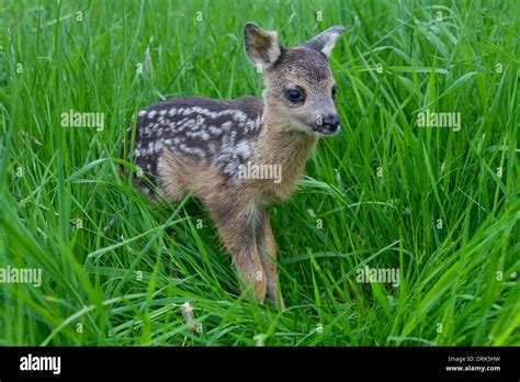 Roe Deer (Capreolus capreolus). Newborn fawn (1 day old) in grass Stock ...