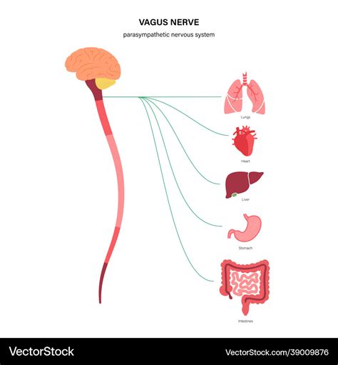 Vagus nerve diagram Royalty Free Vector Image - VectorStock