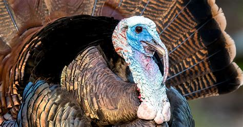 10 Fun Facts About the Wild Turkey | Audubon