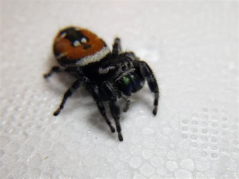 Red Backed Jumping Spider (Phidippus carneus) - Available Jumping Spiders