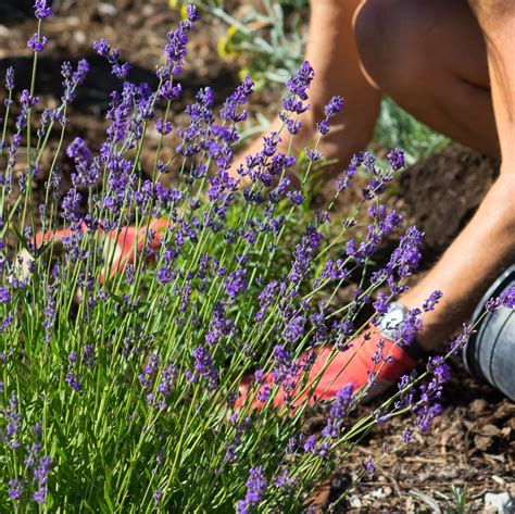 Lavender Landscaping Ideas