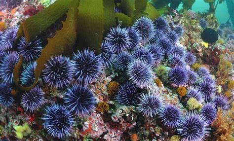 40 Sea Urchin Facts About These Spiky Creatures - Facts.net