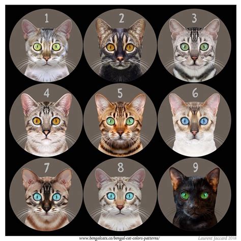 Bengal Cats — Can you identify these Bengal cat colors? 📷 by...