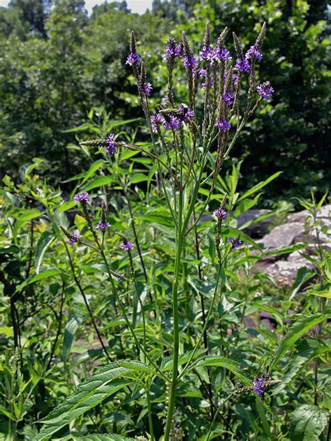 Blue Vervain: Identification, Edible Uses, Vervain Tea | ForagingGuru