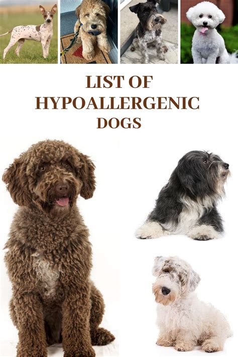 List of hypoallergenic dogs the ultimate guide – Artofit