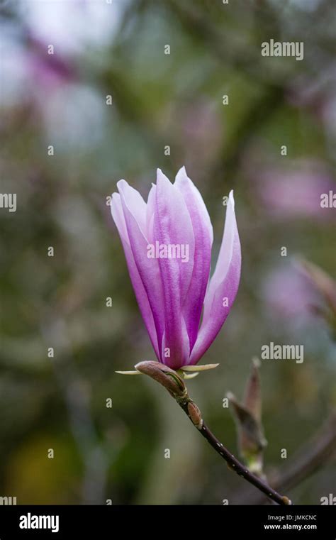 Magnolia ' Susan' Stock Photo - Alamy