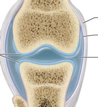 articular capsule of the knee Diagram | Quizlet