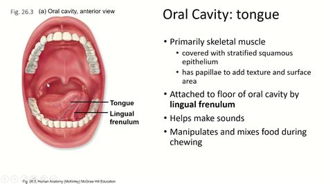 Oral Cavity Digestive System