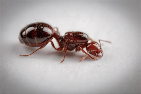 Caught 12 Red fire ant queens on the city's ground zero. They will ...