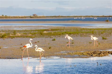 National Park Camargue, Provence, France Stock Photo - Image of ...