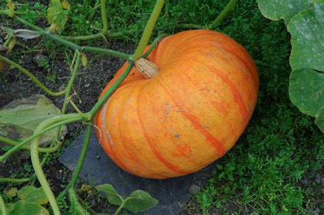 Heirloom Pumpkin Varieties: Recommendations and Timing