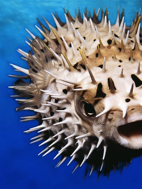 Puffer Fish Facts