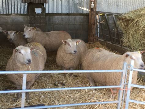 15 Pedigree Charollais In-Lamb Breeding Ewes - SellMyLivestock