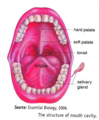 2013 Mouth, Pharymx, Throat, Stomach System In Human - New Science Biology