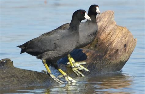 Aprende Todo Sobre Rallidae, Una Familia De Aves Aprende Todo Sobre Rallidae, Una Familia De Aves