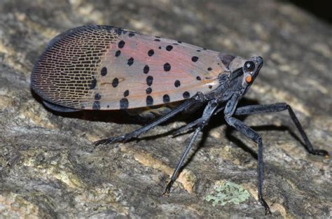 Black bugs with white spots are....