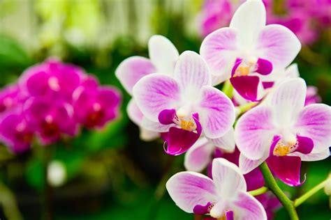 BONNIE'S GARDEN: Six Things You Never Knew About Orchids - The Great ...