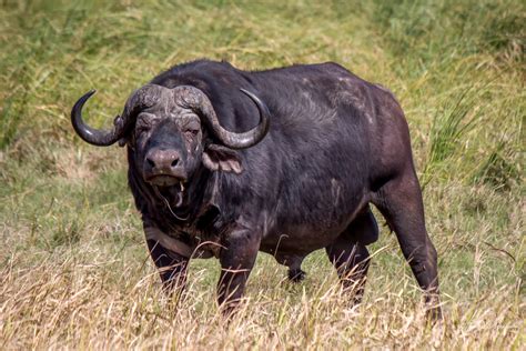 African Buffalo (Syncerus caffer) | Wildlife Vagabond