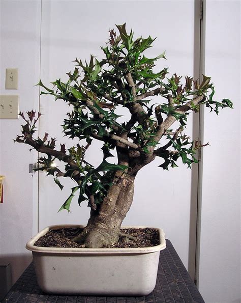 Heart of Texas Bonsai: Ilex cornuta #2 - stick out your can, here comes ...