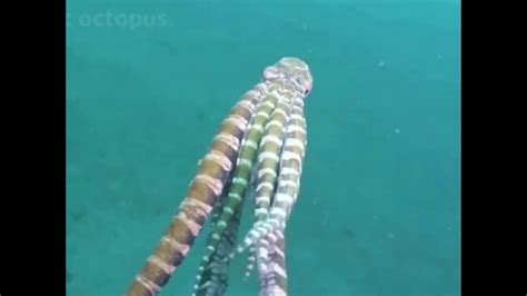 Mimic Octopus Can Imitate 15 Different Animals | Azula - YouTube