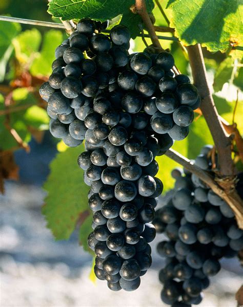 Merlot: the most widespread red grape variety of Bordeaux