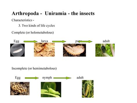 Insects and Crustaceans - ppt download