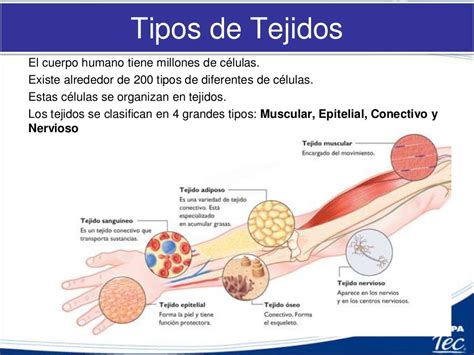 3.1 tejidos ja2016 esp