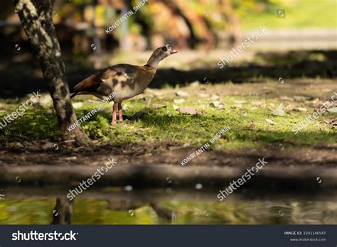 Egyptian Goose Green Park Stock Photo 2241146547 | Shutterstock