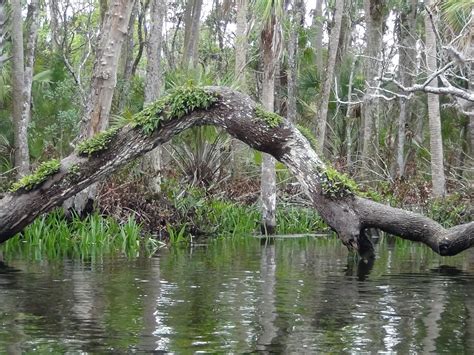 Ocklawaha River: Silver River - Gores Landing Canoe and Kayak trips in Florida - Adventure Outpost