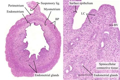 Histological composition of a horn of the uterus (HE) · Atlas of Animal Anatomy and Histology