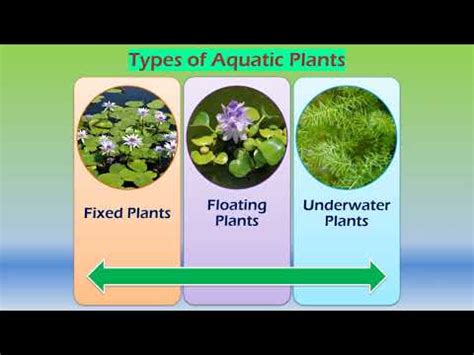 Adaptations in aquatic plants - YouTube