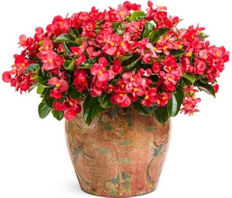 Overwintering Begonias | Proven Winners | Overwintering, Begonia ...