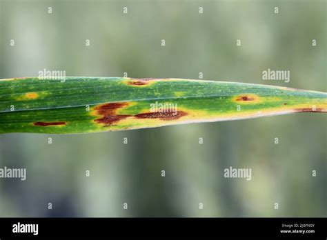 Septoria leaf spot (Phaeospaeria nodorum) lesion on wheat leaf Stock Photo - Alamy