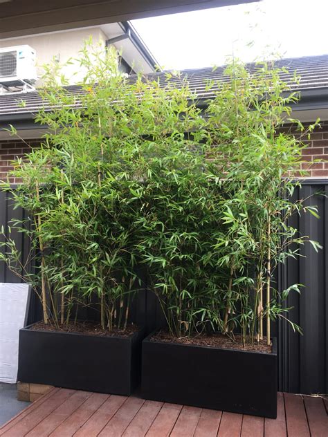 Bamboo in pots | Bamboo Melbourne