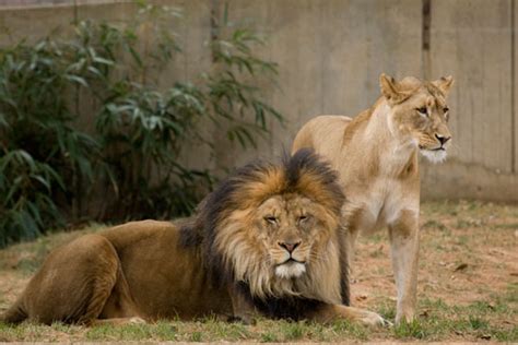 Saving The African Lion In North American Zoos | Smithsonian's National Zoo