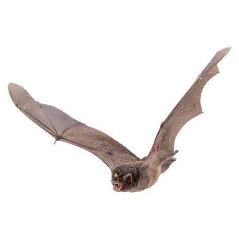 Premium Photo | Flying bat halloween isolated on white