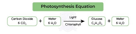 IGED_BIO_TOPIC-7_002_Photosynthesis-Equation - Studia Academy Resources