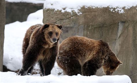 Animals at Cleveland Metroparks Zoo take Cleveland winter in stride | Animals, Cleveland ...