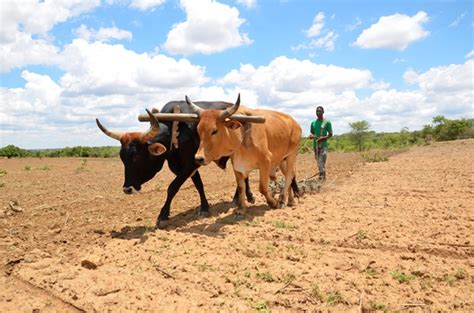 Massive arable land for Zambian smallholder farmers lying idle ...