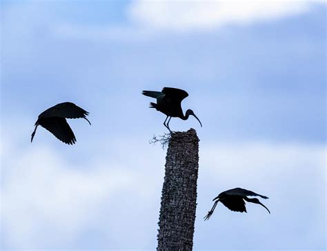 Glossy Ibis in Flight Photograph by Fran Gallogly - Fine Art America